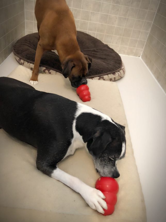 Two dogs playing with a red ball toy.