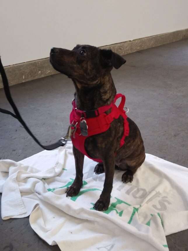 A dog with a leash tied to it's neck.