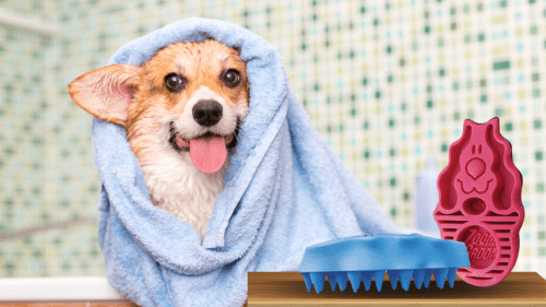 A dog wrapped in a towel with its head under the towel.