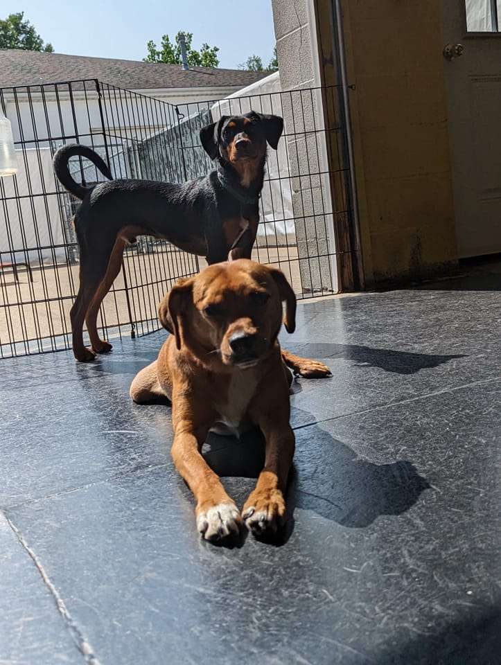 Two dogs sitting on the floor in a room.